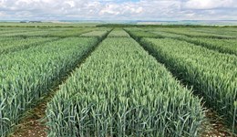 How do winter wheat varieties perform when sown very late?